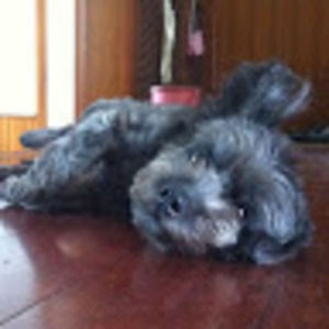 Meet your Posher, Ying